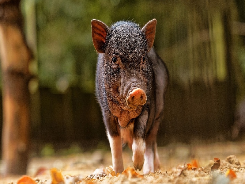 第十二次产检（37周）