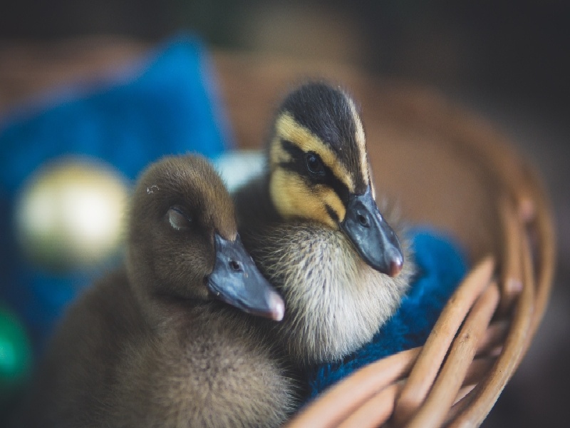 试管opv是什么(试管胚胎移植着床成功)